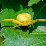 "Crabs spiders" opanowały polskie lasy. Leśnicy pokazali zdjęcia