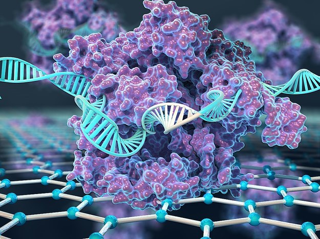 CRISPR-Chip wykorzystuje białko CRISPR-Cas9 przyłączone do grafenowego tranzystora / Kiana Aran /Materiały prasowe