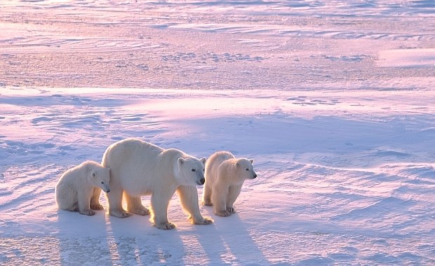 Cud polarny. Naukowcy zachwyceni niespodziewaną adopcją