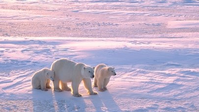 Cud polarny. Naukowcy zachwyceni niespodziewaną adopcją