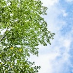 mikroplastik Cudowne drzewo oczyszcza mętną wodę. Używali go już starożytni Egipcjanie