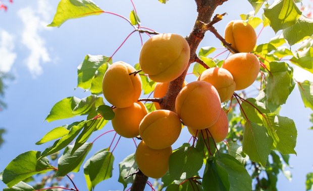 Cudowne właściwości moreli: Dlaczego warto je jeść?