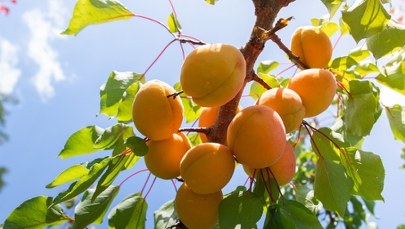 Cudowne właściwości moreli: Dlaczego warto je jeść?