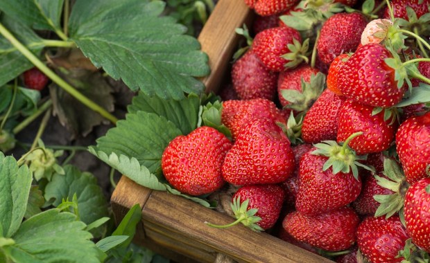 Cudowne właściwości truskawek. Włącz je do swojej diety już dziś!