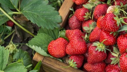 Cudowne właściwości truskawek. Włącz je do swojej diety już dziś!