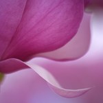 Cudowny lek na raka ukryty w roślinach magnolii