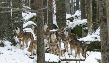 Cudowny powrót wilka w Karkonosze i od razu śmierć. Kłusownicy nieuchwytni