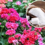Cukier do pelargonii: Internautka zdradza sekret bujnych kwiatów