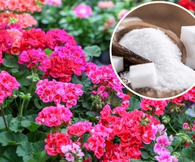 Cukier do pelargonii: Internautka zdradza sekret bujnych kwiatów