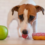 Cukrzyca u psa: Objawy i dieta. Jak leczyć?