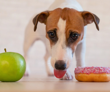 Cukrzyca u psa: Objawy i dieta. Jak leczyć?
