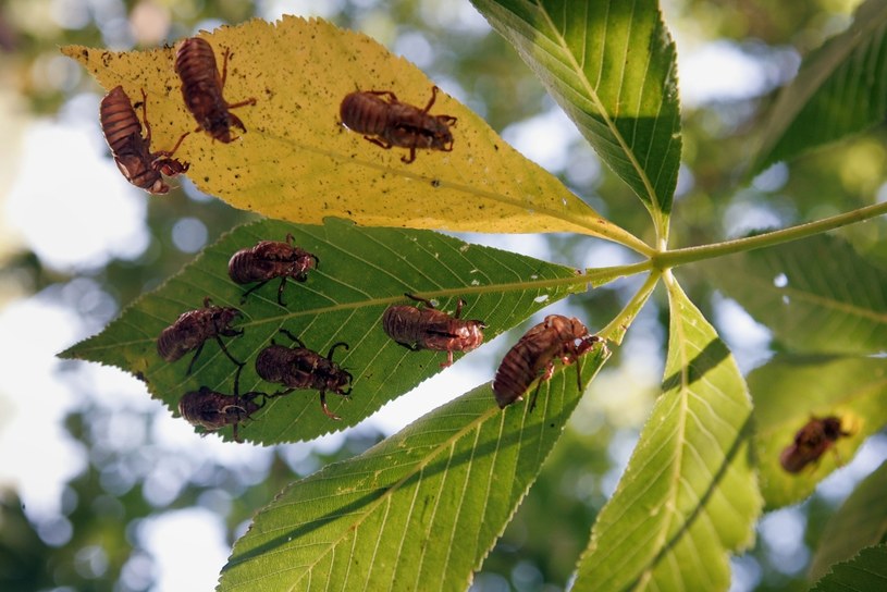 Cykada siedemnastoletnia to najdłużej żyjący owad, jakiego znamy /Getty Images