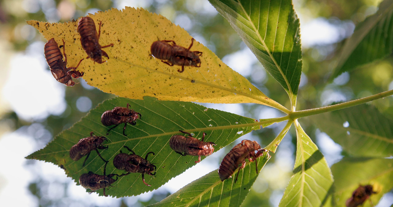 Cykada siedemnastoletnia to najdłużej żyjący owad, jakiego znamy /Getty Images