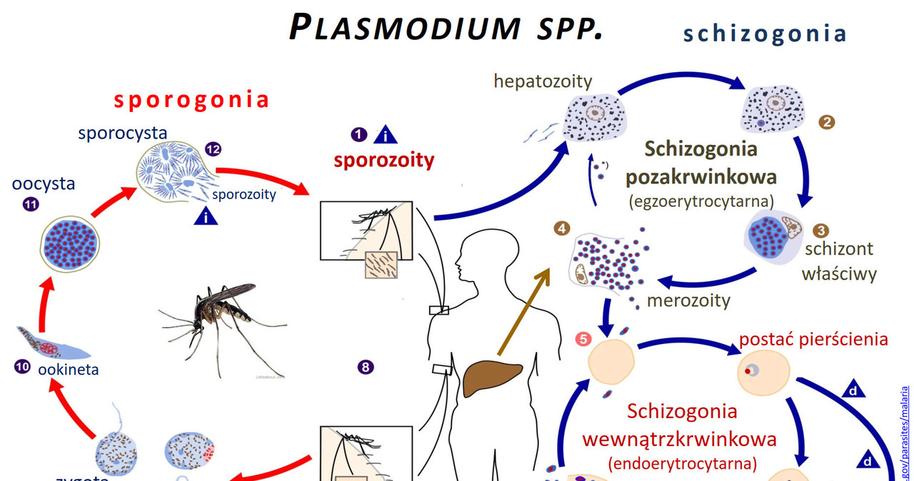 Cykl rozwojowy zarodźca malarii /Wikipedia