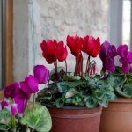 Cyklamen stracił formę? Tak wzmocnisz go w okresie jesienno-zimowym