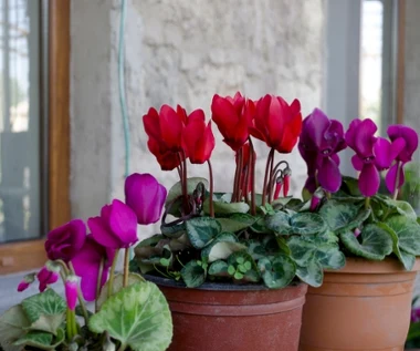 Cyklamen stracił formę? Tak wzmocnisz go w okresie jesienno-zimowym