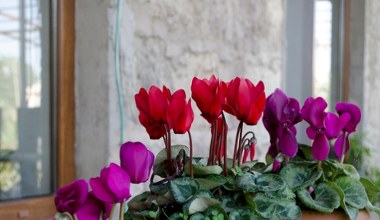 Cyklamen stracił formę? Tak wzmocnisz go w okresie jesienno-zimowym