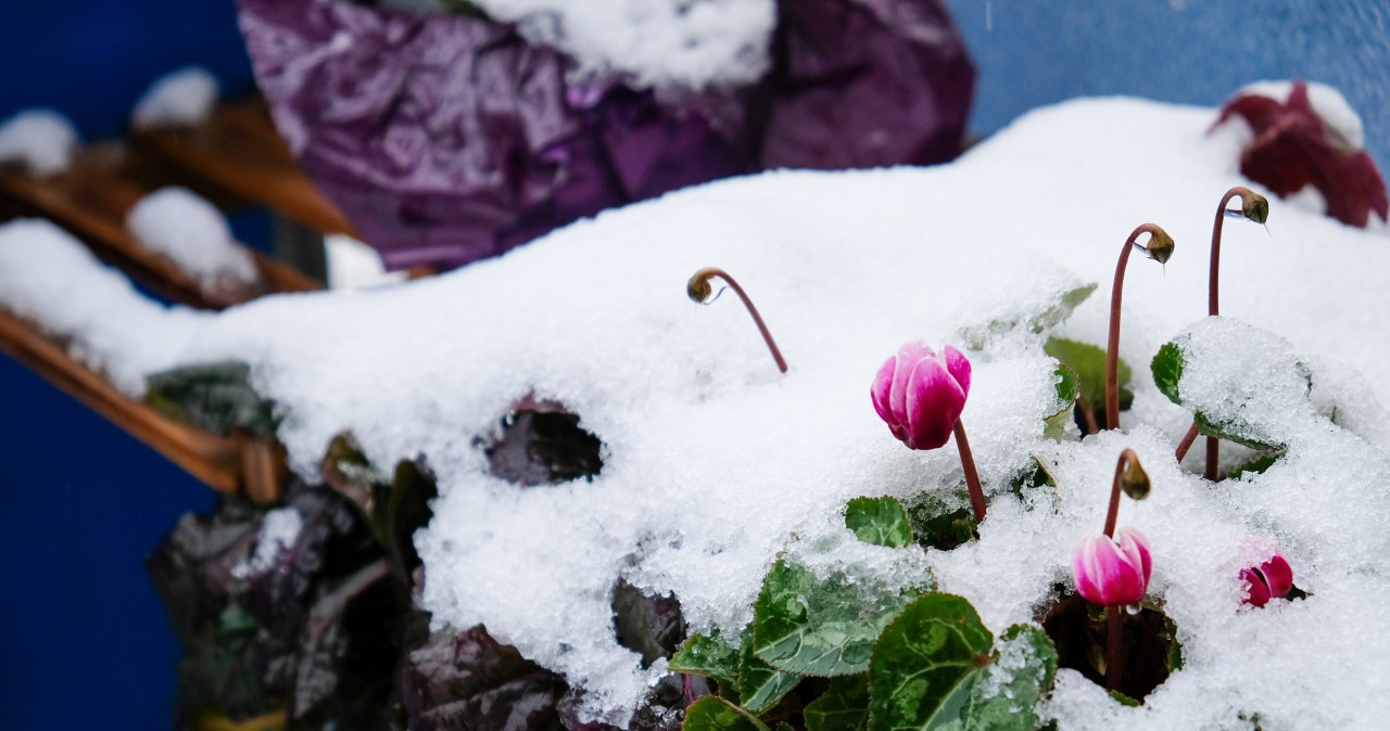 Cyklamen w stan spoczynku przechodzi, gdy jest ciepło. Zimą wspaniale kwitnie.