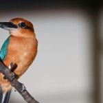 Cynamonowe ptaki wracają do natury. Pierwsze jaja na wolności od 37 lat