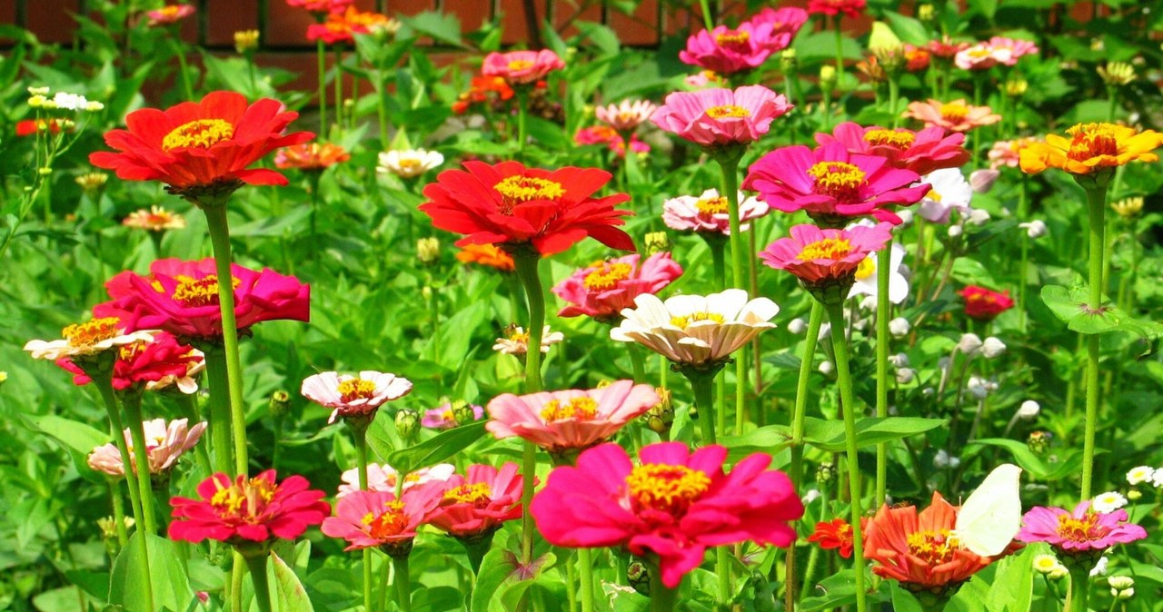 Cynie to kwiaty, które barwnie przyozdobią ogród. Kiedy najlepiej je sadzić? /Jerzy ROMANOWSKI /East News