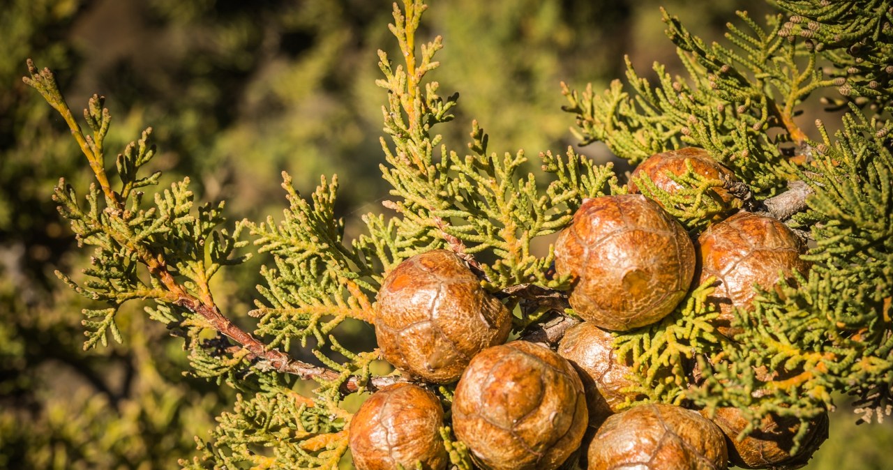 Cyprys wielkoszyszykowy, jak sama nazwa wskazuje - ma duże szyszki, będące ciekawą dekoracją. /123RF/Picsel, 123RF/Picsel /Pixel