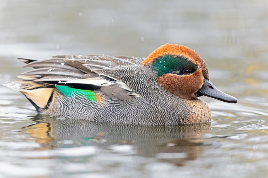 Cyraneczka (Anas crecca) /shutterstock /