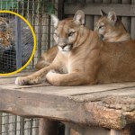 hodowla zwierząt Cyrk przykrywką do handlu dzikimi zwierzętami. Jest wyrok