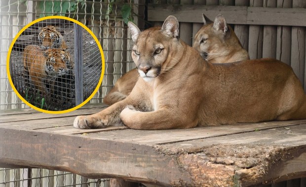 Cyrk przykrywką do handlu dzikimi zwierzętami. Jest wyrok