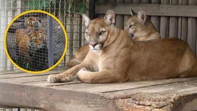 Cyrk przykrywką do handlu dzikimi zwierzętami. Jest wyrok