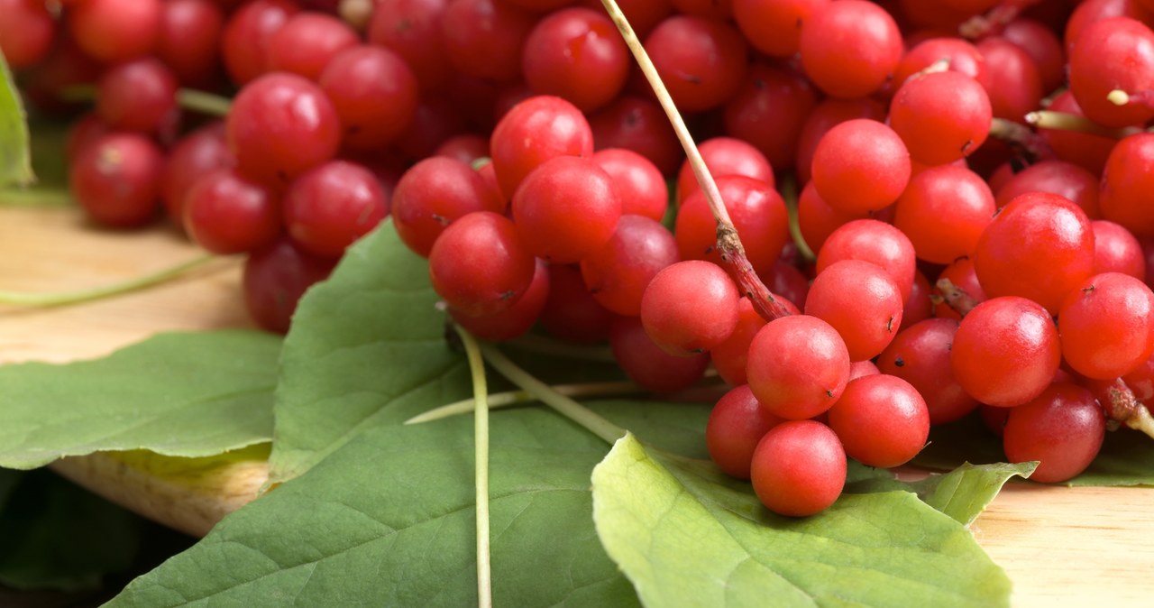 O limão chinês é chamado de cinco frutas com sabor. Muitas características valiosas usadas de várias maneiras /Leonid shtandel /123rf /picsel