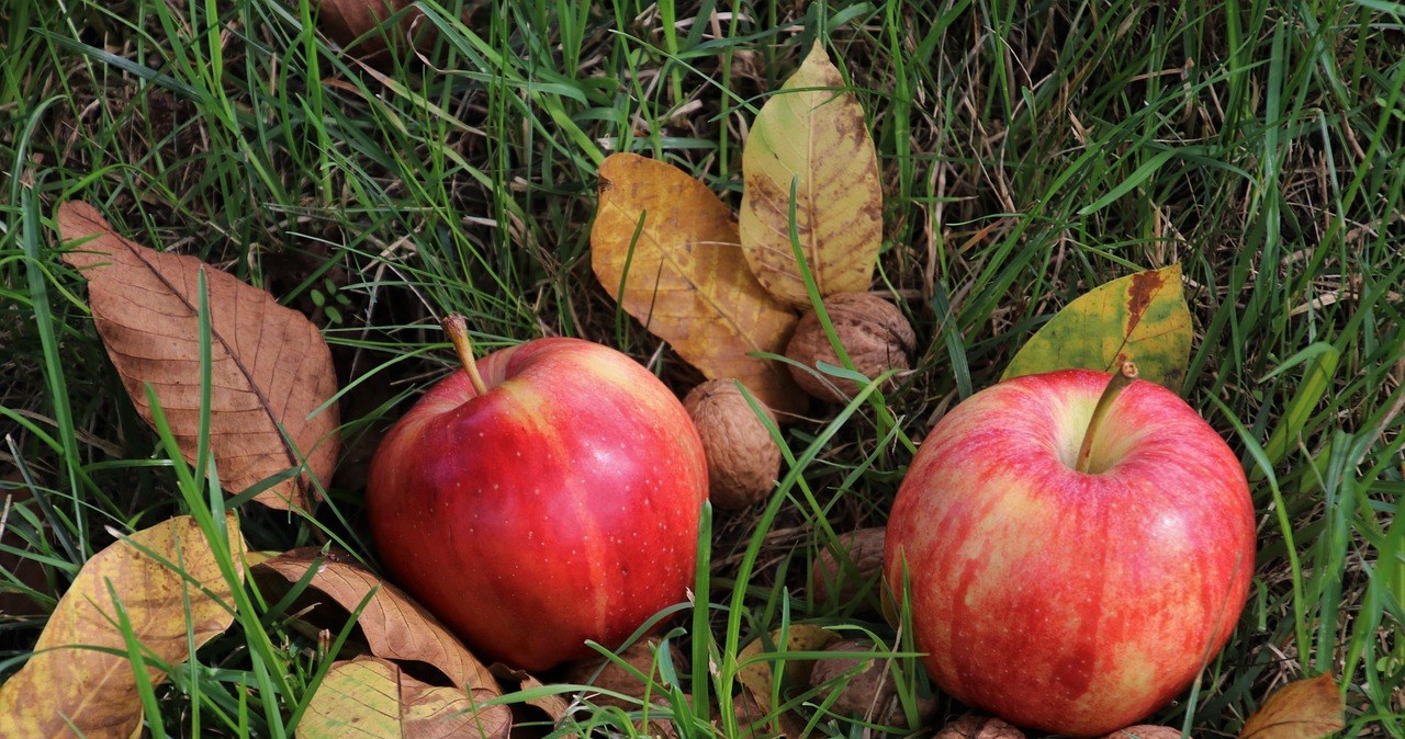 Цю процедуру варто провести в саду саме в листопаді, щоб наступного року отримати багатий врожай /pixabay.com