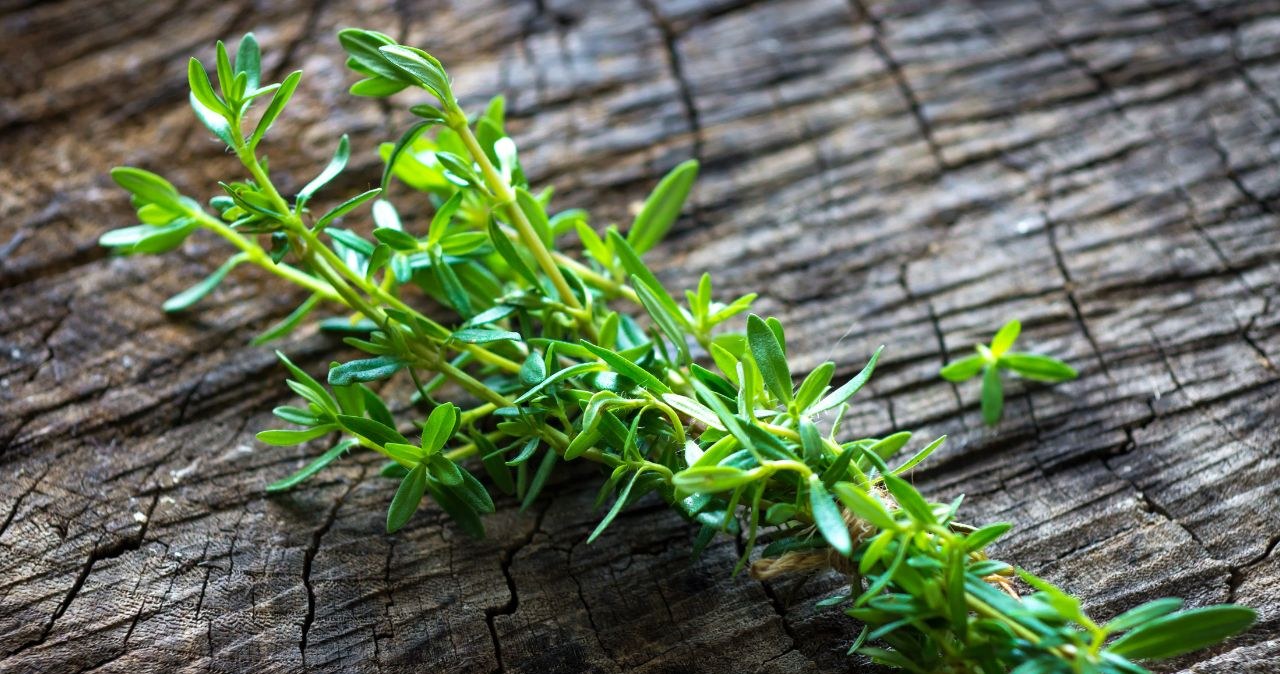 Cząber świeży czy suszony - w kuchni znajdzie szerokie zastosowanie /zeleno /Canva Pro