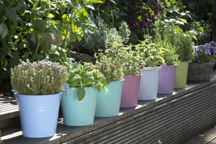 Cząber - zapomniane zioło, które leczy i zachwyca smakiem! /Shutterstock