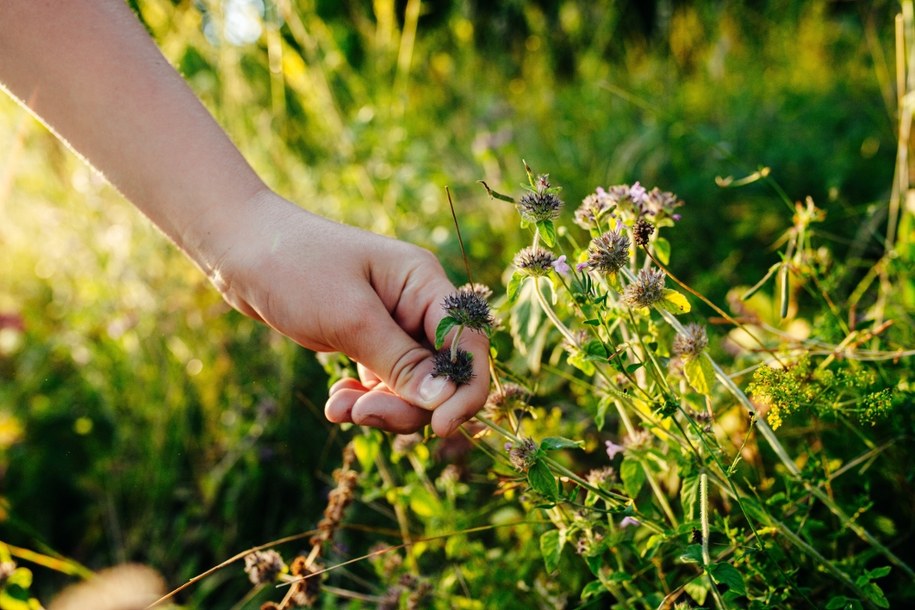Cząber  – zapomniany skarb kuchni i domowej apteczki. Odkryj smak i moc saturei! /Shutterstock