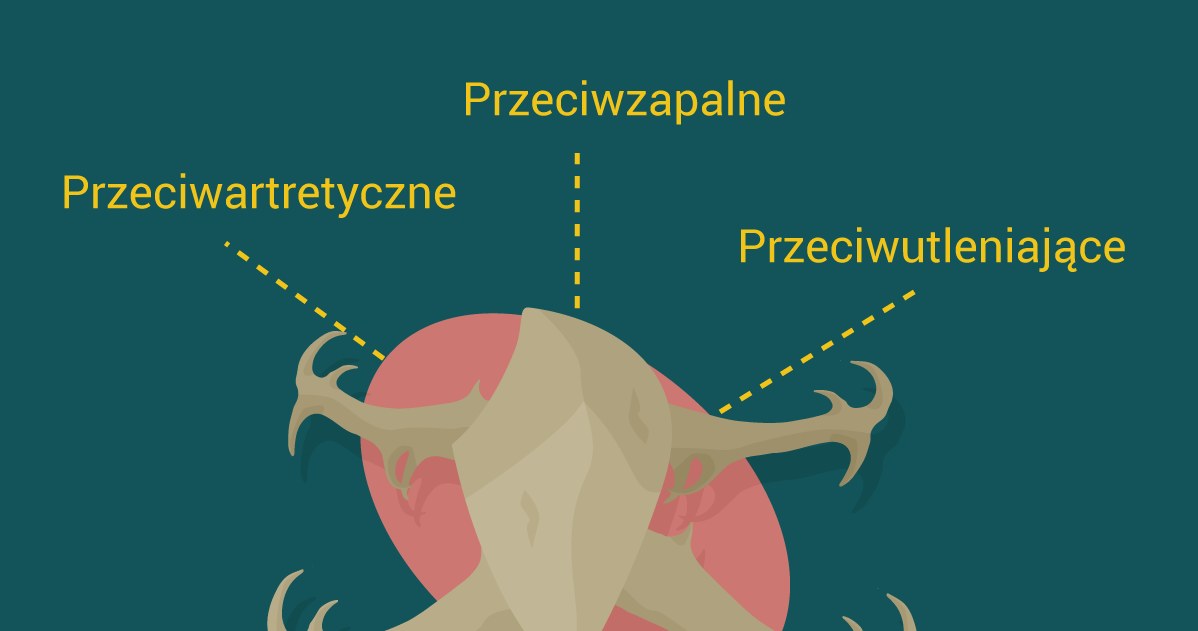 Czarci pazur - właściwości /materiały prasowe