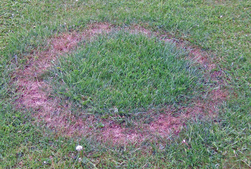 Czarcie koło może wyjałowić spory kawałek gleby /Wikimedia Commons /domena publiczna