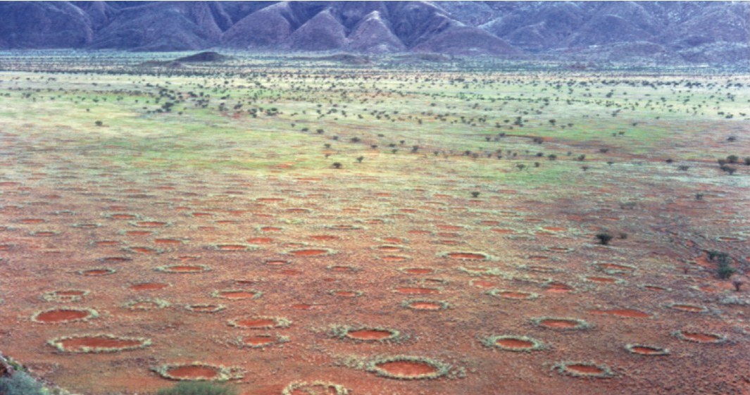 Czarcie koło w Namibii. Fot. Stephan Getzin /Wikipedia