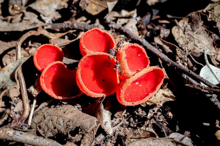 Czarka szkarłatna /Shutterstock