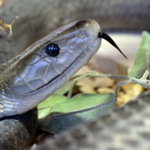 Czarna mamba ukąsiła nastolatkę w klasie. Dziewczyna zmarła po 30 minutach