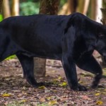 Czarna pantera na wolności. Niesamowite nagranie z Anglii