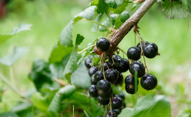 Czarna porzeczka - królowa antyoksydantów i witaminy C