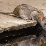 Czarna śmierć znów zabija. Śmiertelny przypadek po latach przerwy