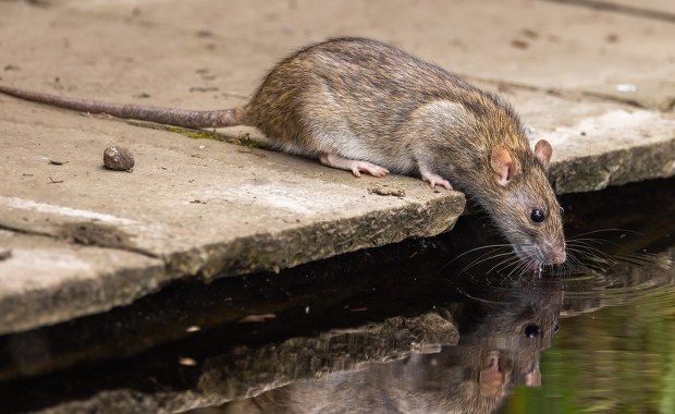 Czarna śmierć znów zabija. Śmiertelny przypadek po latach przerwy
