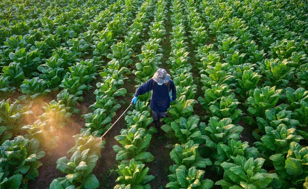 ​Czarne chmury nad plantatorami tytoniu