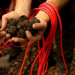 "Czarne diamenty" rosną w polskich lasach. "14 tys. zł w półtorej godziny"