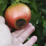 Czarne plamy na pomidorach. Czym je spryskać, by uratować zbiory?