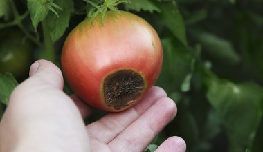 Czarne plamy na pomidorach. Czym je spryskać, by uratować zbiory?