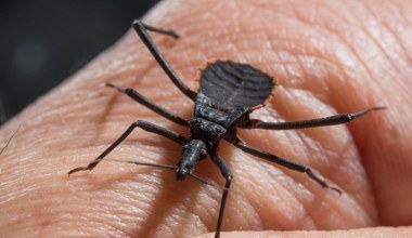 Czarne pluskwiaki przenoszą śmiertelną chorobę. Naukowcy alarmują