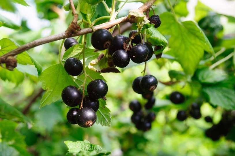 Czarne porzeczki to jedne z najzdrowszych owoców. Warto po nie sięgać /123RF/PICSEL