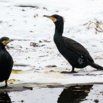 Czarne ptaki giną na Słowacji. To część europejskiego planu